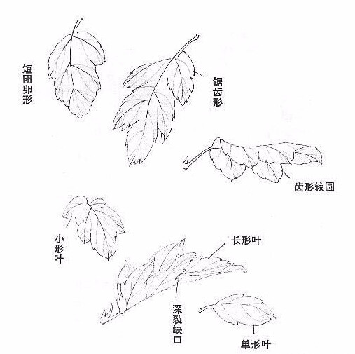 国画菊花的画法