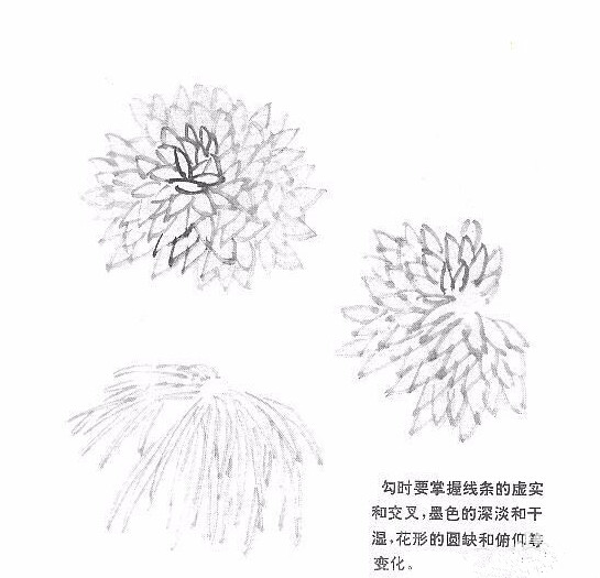 国画菊花的画法