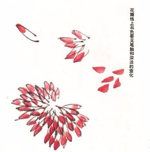 国画菊花的画法