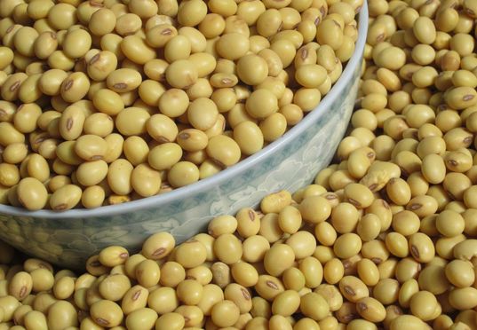 大豆豆油期货走强 油菜籽期货市场上涨