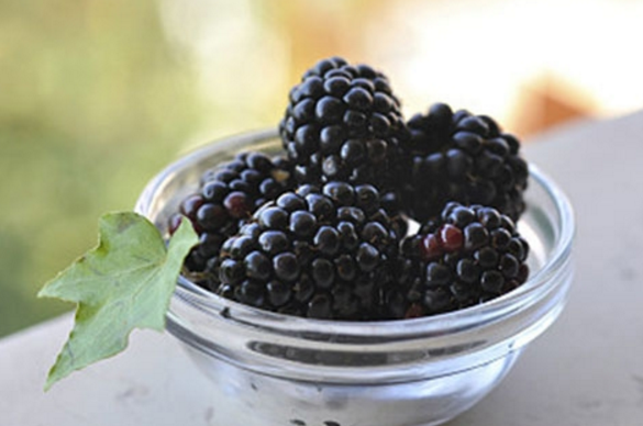 女人吃桑葚有哪些好处?补血又明目