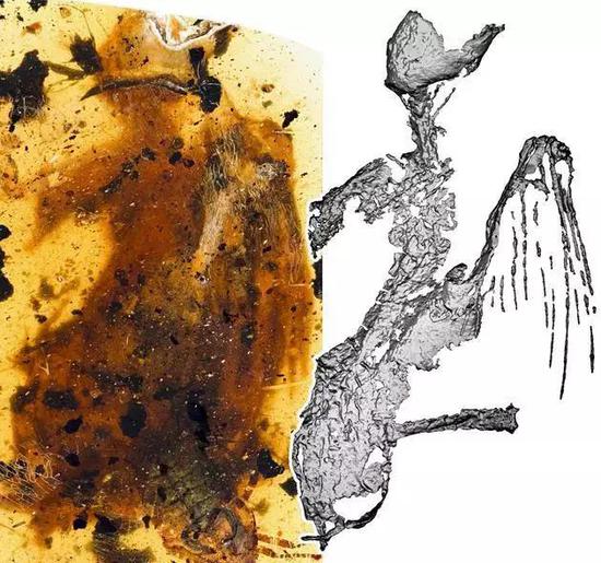 琥珀中发现最完整古鸟 距今约一亿年