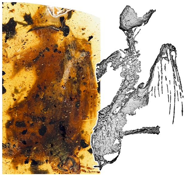 琥珀现最完整古鸟 来自一亿年前!