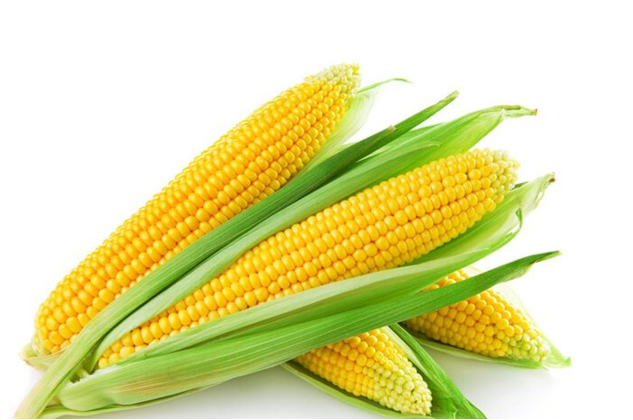 谷物市场出现回落 玉米期价小幅下跌