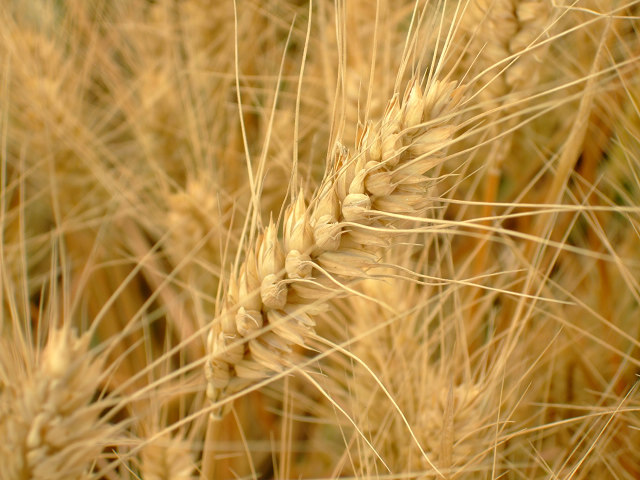 小麦期价小幅回落 短线呈震荡走势