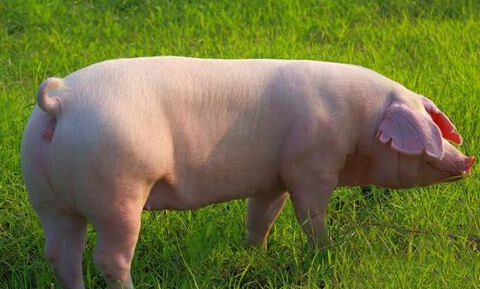 猪有几种品种