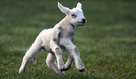 这只羊羔天生5条半腿 太罕见了!