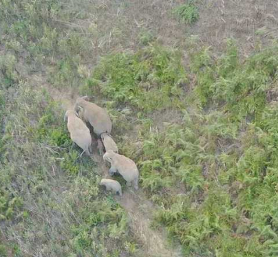 巡象员误闯象群活动地带 被野象围攻致1人遇难