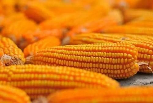 玉米期货价格发现功能分析