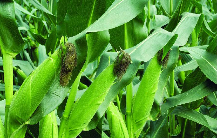 玉米现货供求状况及预测分析