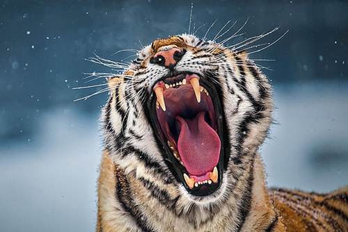 风水轮流转!美元成黄金最强拦路虎