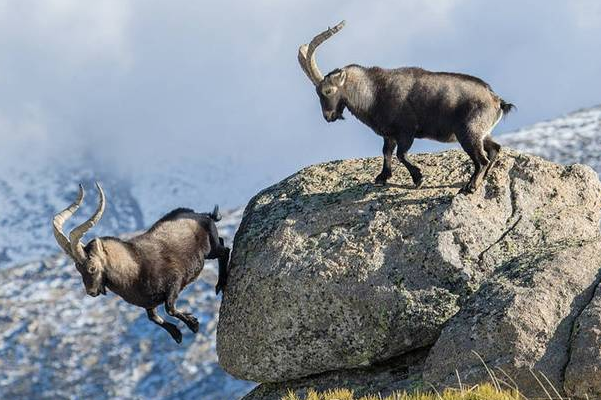两山羊悬崖边搏斗 失败者将被推下悬崖
