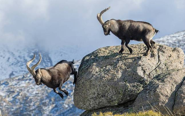 两山羊悬崖边搏斗 雄性争霸失败者跳入悬崖