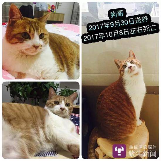 残忍!收养9猫相继摔死 如此恶劣到底是何居心