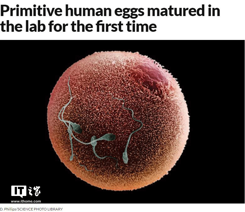 科学家仅花22天培养出人类卵子