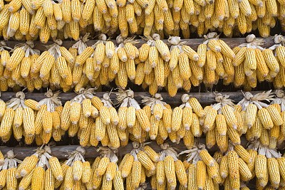 小麦市场疲软打压 芝加哥玉米期货周二收跌