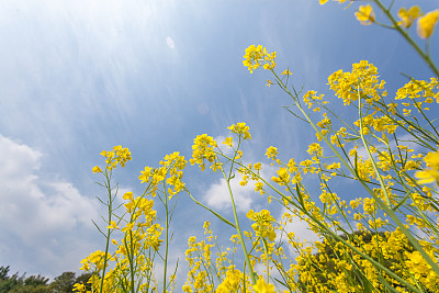 加元汇率下跌支撑 ICE油菜籽期货收盘上涨