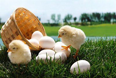 产蛋鸡存栏增加 鸡蛋期货节后或将偏弱震荡