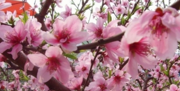 养生美容多吃什么好 试试这五种花