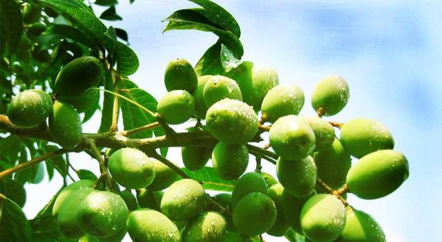 橄榄介绍和图片-第4页