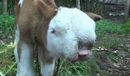 新生牛犊长猫脸 鼻子内凹面部扁平像极波斯猫