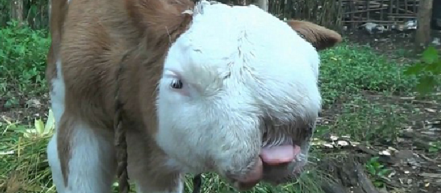 印尼一新生牛犊长猫脸 面孔看着像波斯猫