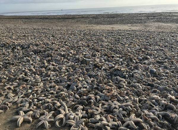 英国海滩现死海星 如同世界末日