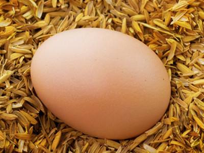 鸡蛋价格止跌趋稳 期价震荡调整