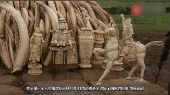 象牙那么贵 为什么不好好保存呢?