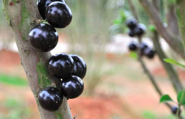 嘉宝果图片和介绍-第3页