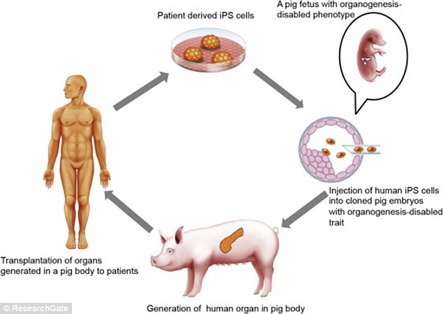 日本培育出转基因猪 可供人类器官移植