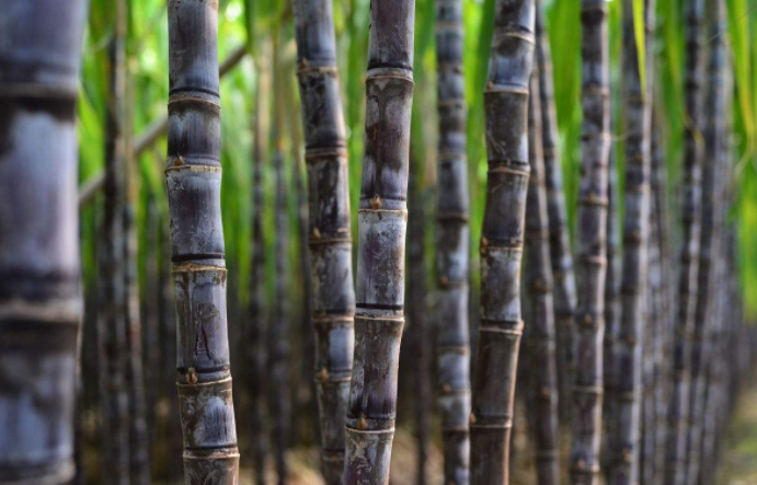 市场对巴西甘蔗减产达成共识 国内食糖产量大概率低于预期