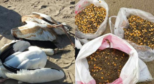 国宝白鹤遭猎杀 附近发现多处毒饵