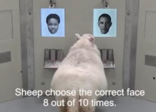 科学揭秘羊脸人身:绵羊也有“面部识别功能”