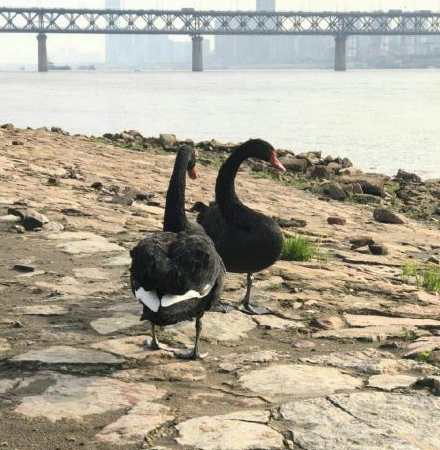 黑天鹅江滩散步 一公一母从公园私奔出来?