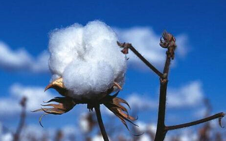 棉花期货受什么影响