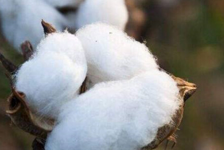 新年度利好因素偏多 棉花期货中长期行情可期