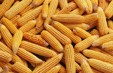 怎样做玉米期货？