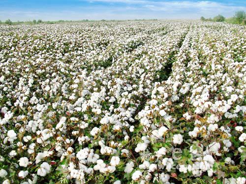 巴基斯坦新棉上市量同比增长7.88%