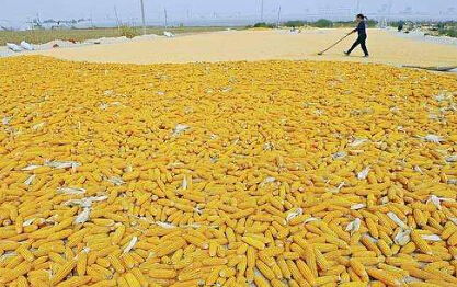 玉米期货如何买