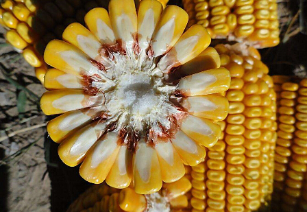 玉米期货如何操作