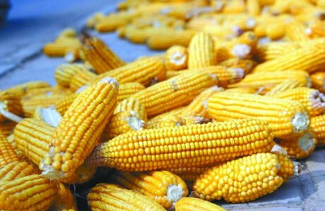 玉米期货是什么