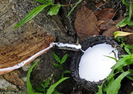 长期来看沪胶依然会进一步下跌 套利空间目前依然存在