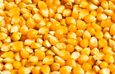 玉米收购增量大豆加工减压缓解农民“卖粮难”