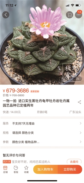 海淘多肉植物让人致幻 存进口检疫及健康问题