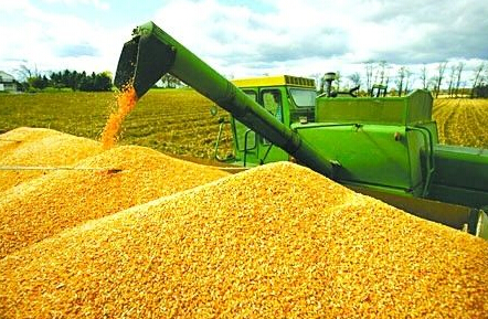供应充裕需求转淡 玉米期货反弹势头恐难以持续