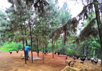 辞职回乡养鸡亏数十万 完全没有猜到这个结尾