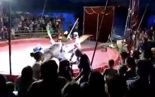 黑熊拒绝表演遭殴打 瞬间恼怒扑向驯兽员实施报复