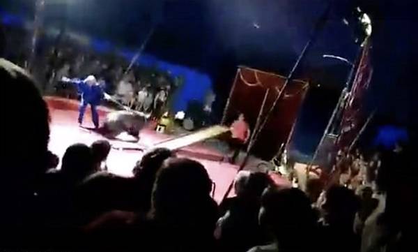 黑熊拒绝表演遭殴打 瞬间恼怒扑向驯兽员实施报复