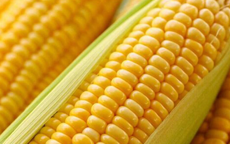 玉米后期期价有望延续升势